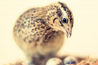 「BtoC」消費者は心理学的には「カチッ・サー」で決めている